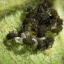 Ladybird Larvae 2