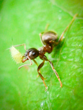 Hungry Ant