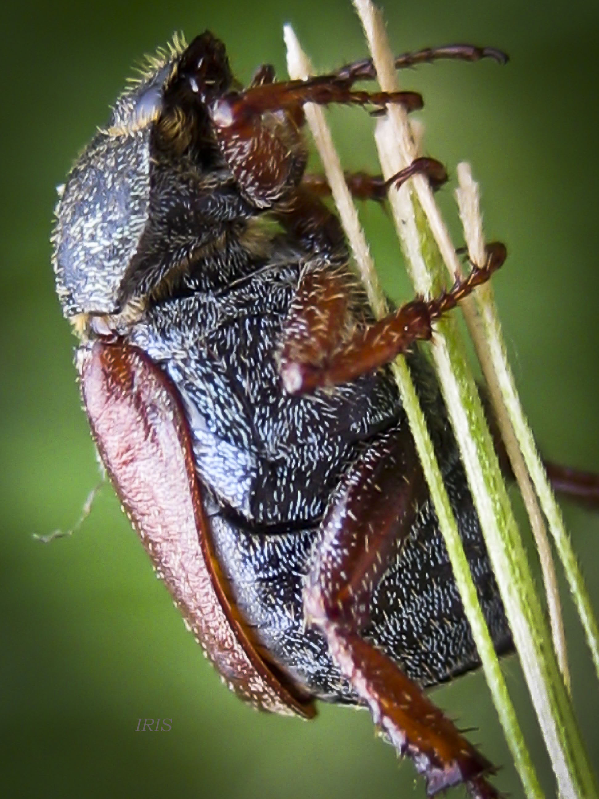 Cockchafer Melolontha