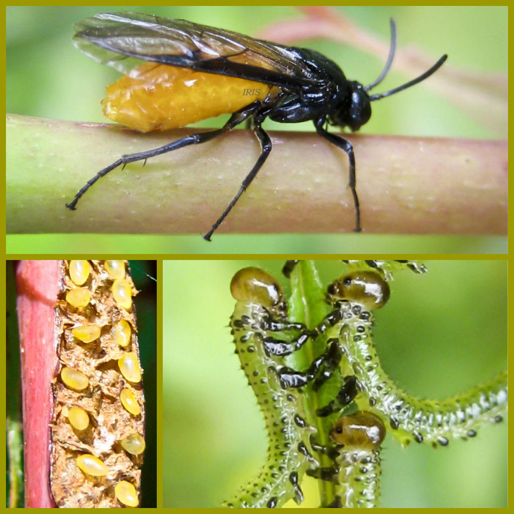 Sawfly Life Cycle By IRIS KUPP On DeviantArt sawfly-life-cycle-by-iris-kupp-on-deviantart