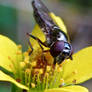 HOVERFLY 4