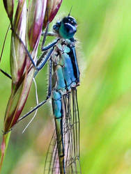 Blue Damselfly