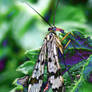 Scorpion Fly