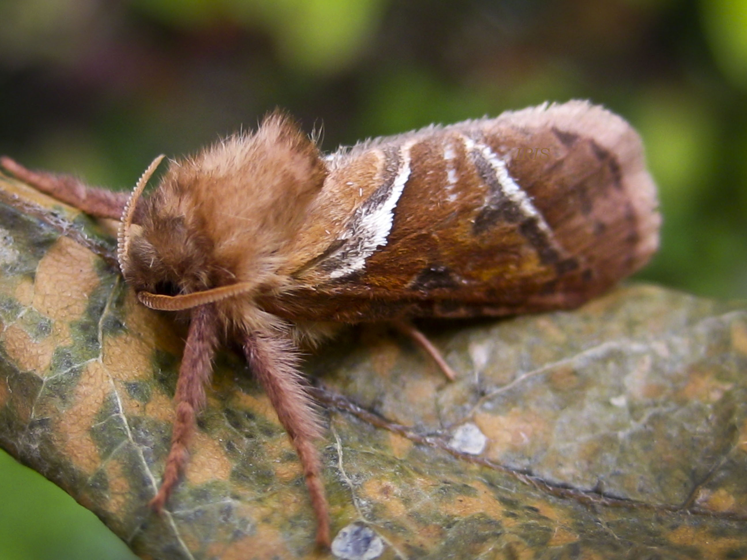 Triodia Sylvina