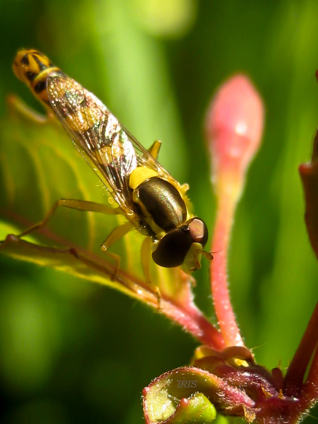 Sphaerophoria Scripta by IRISKUPP on DeviantArt