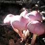 Lilac Mycena