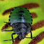 Shieldbug