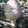 The Parasol Mushroom