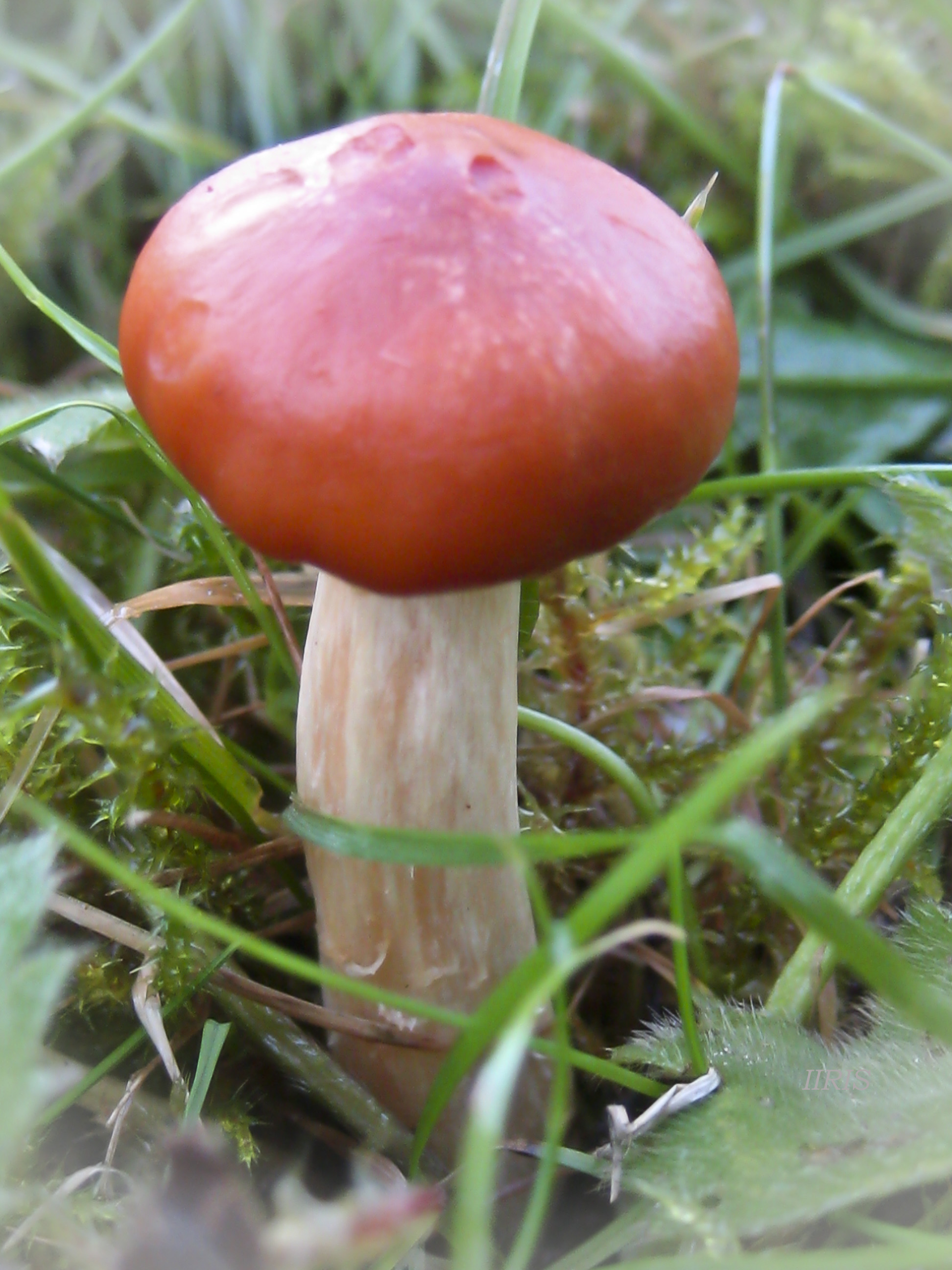 Russula Emetica