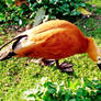 Ruddy Shellducks