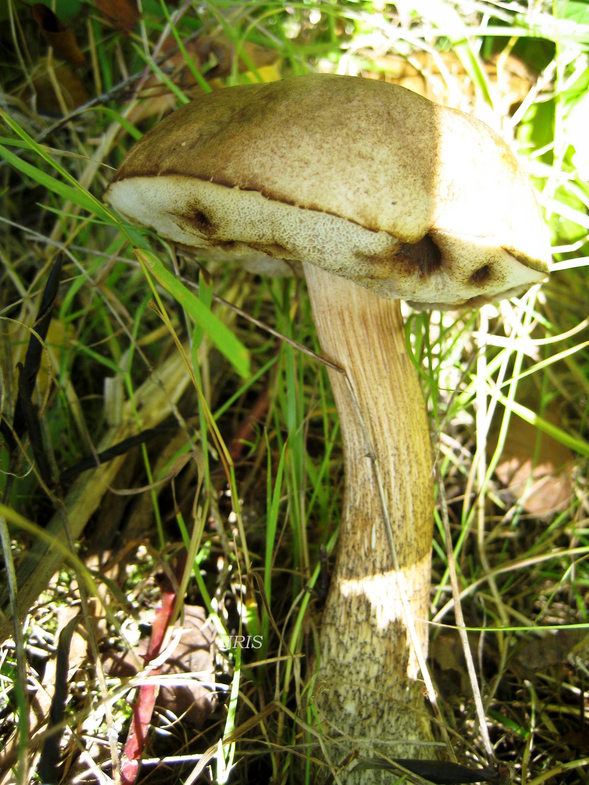 BOLETE