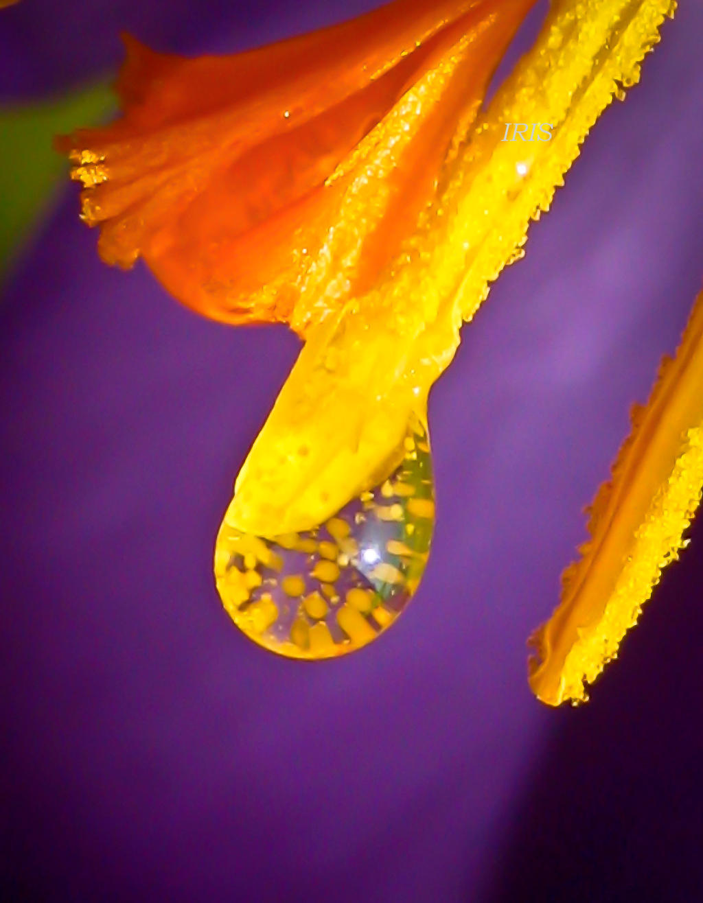 Crocus pollen
