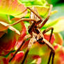 Nursery Spider