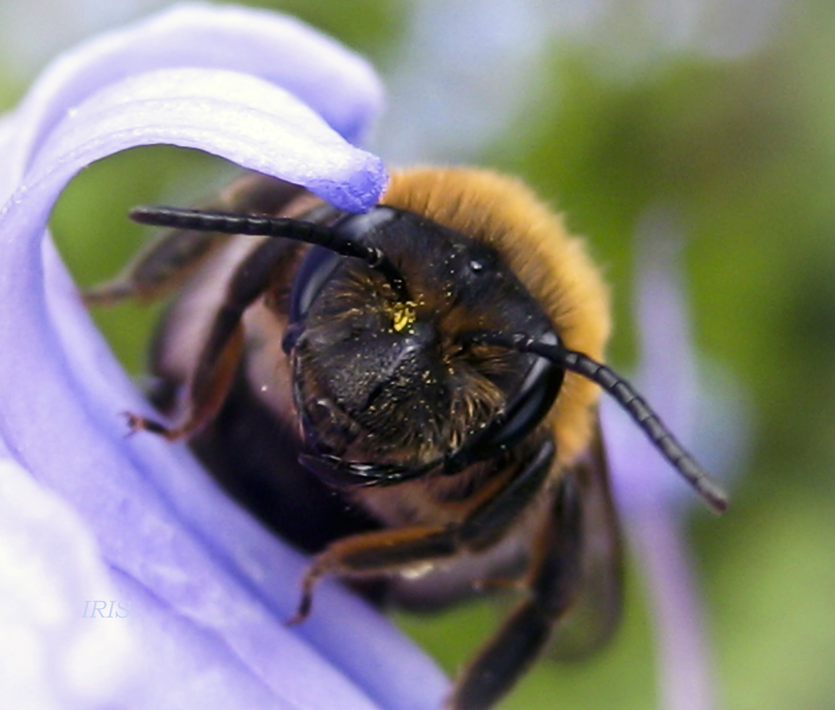 BEE IN BLUE