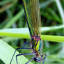 Beautiful Demoiselle Female