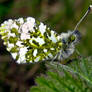 Orange Tip Butterfly