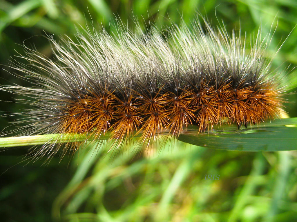 Tiger Moth Caterpillar