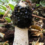 Phallus Impudicus