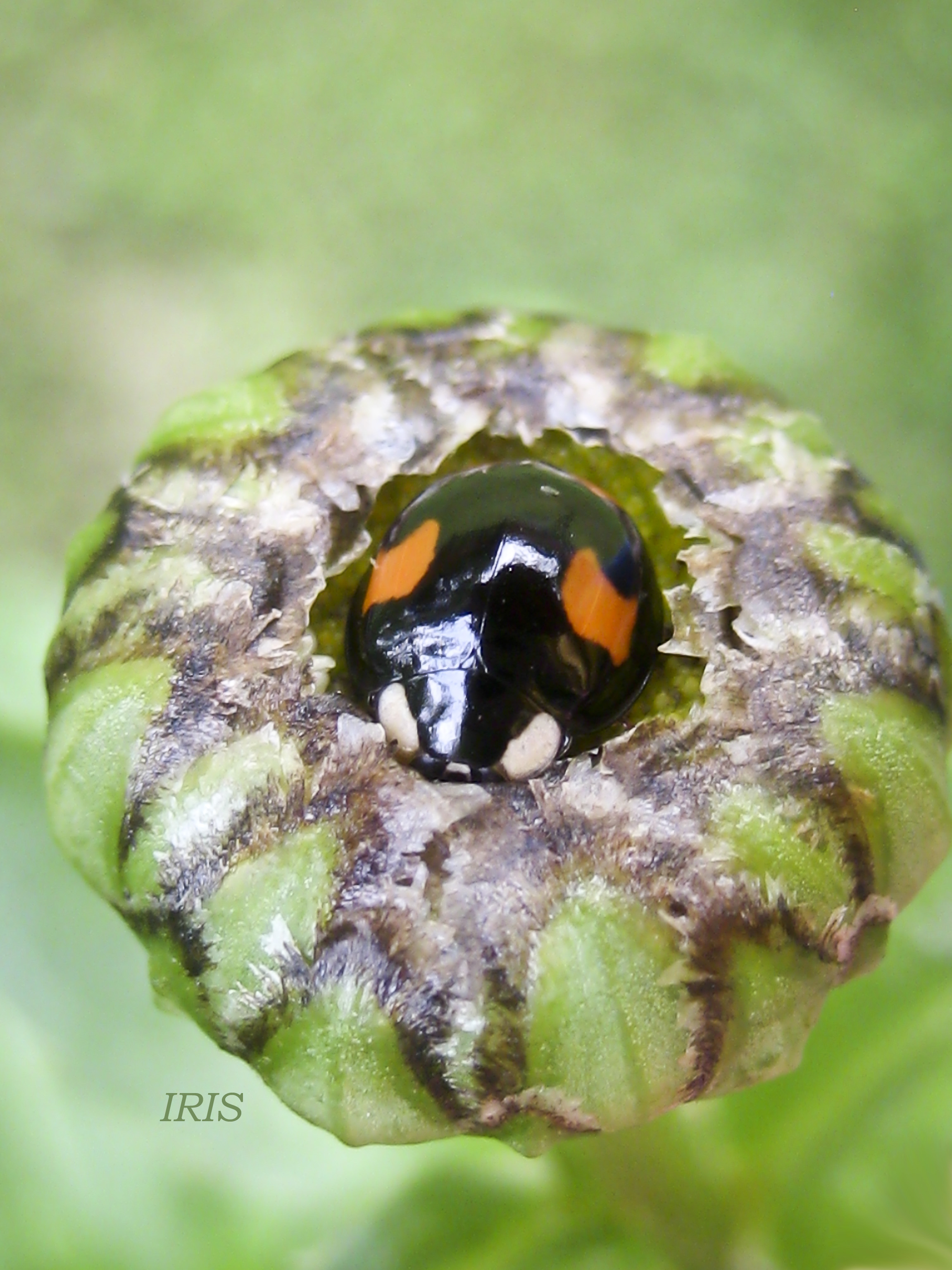 Ladybug