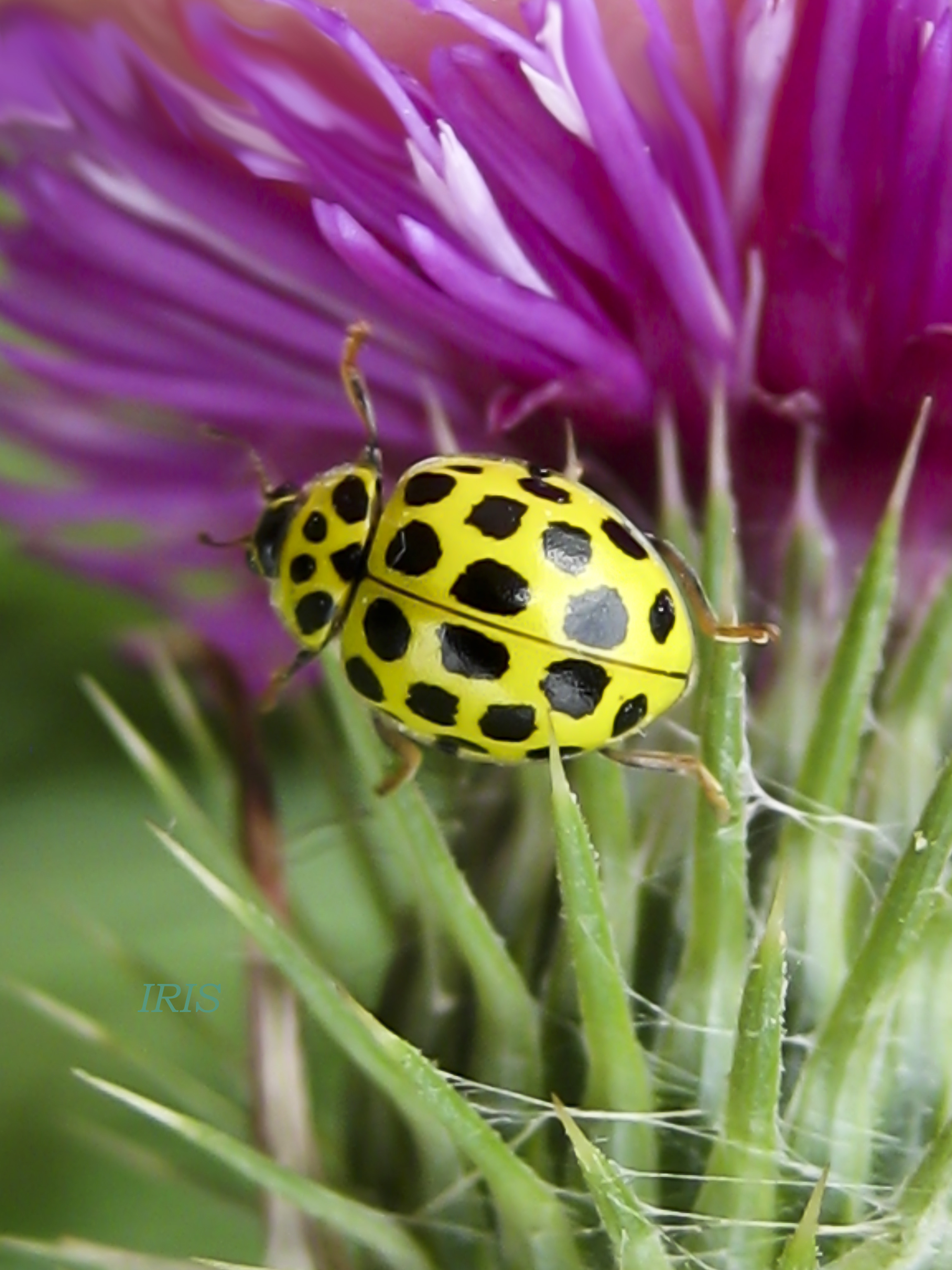 LADYBUG