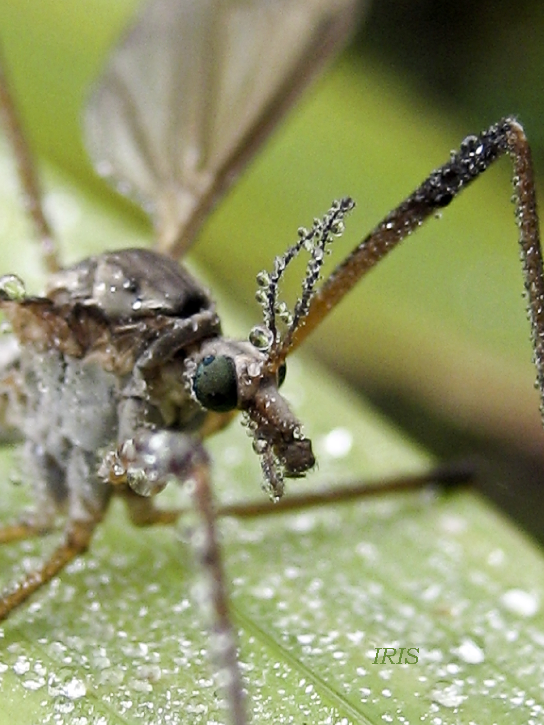 Cranefly