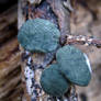 Blue Slime Mold