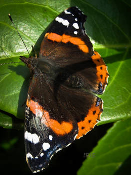 Red Admiral