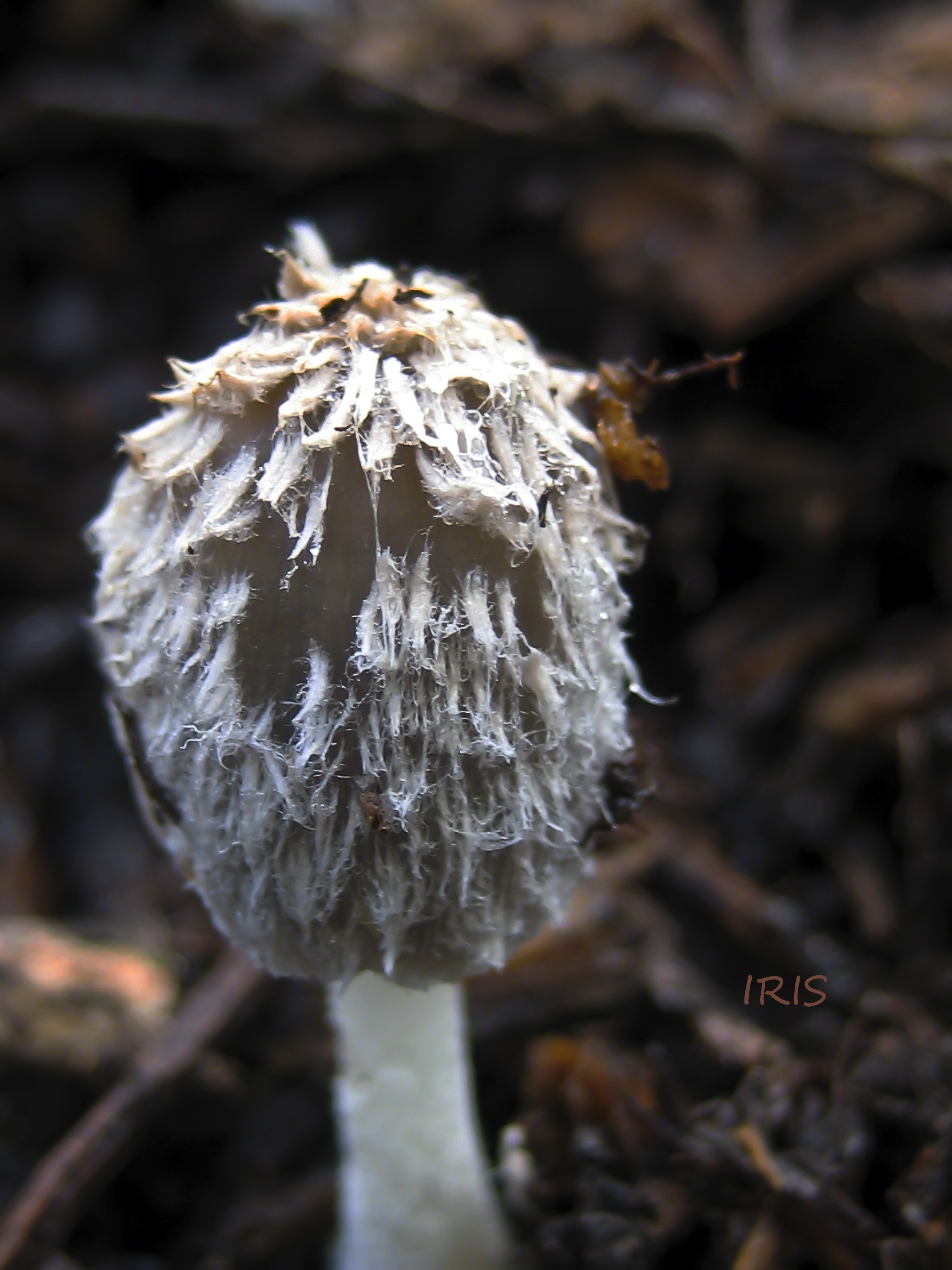 Coprinopsis Radiata