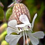 Silene Vulgaris