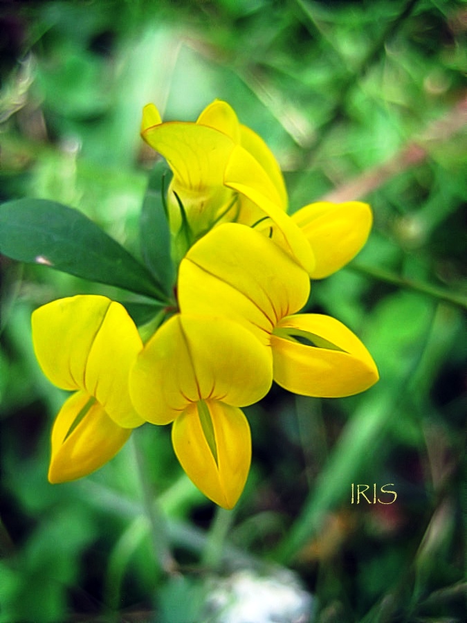 Lotus Corniculatus