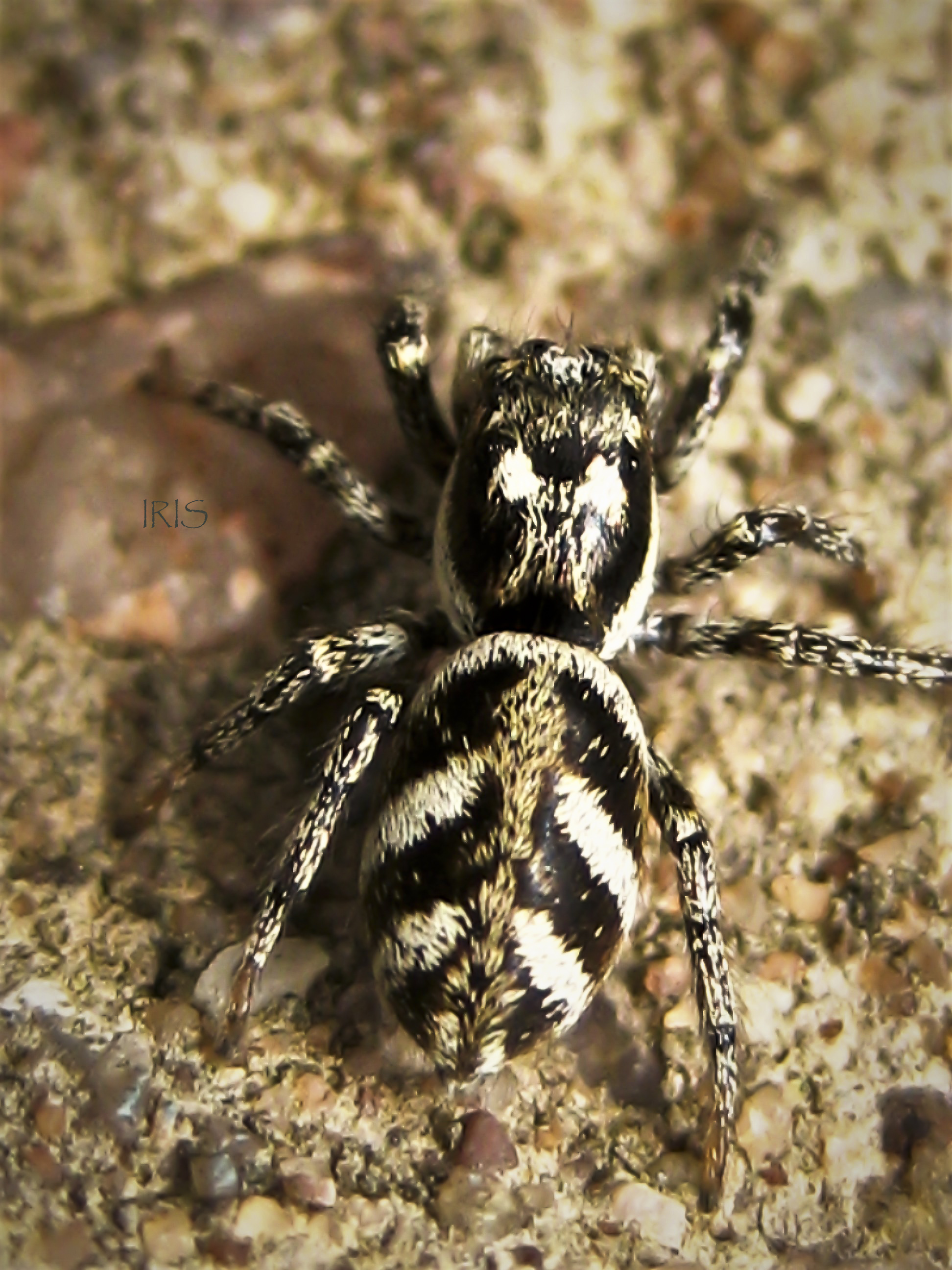Zabra Spider