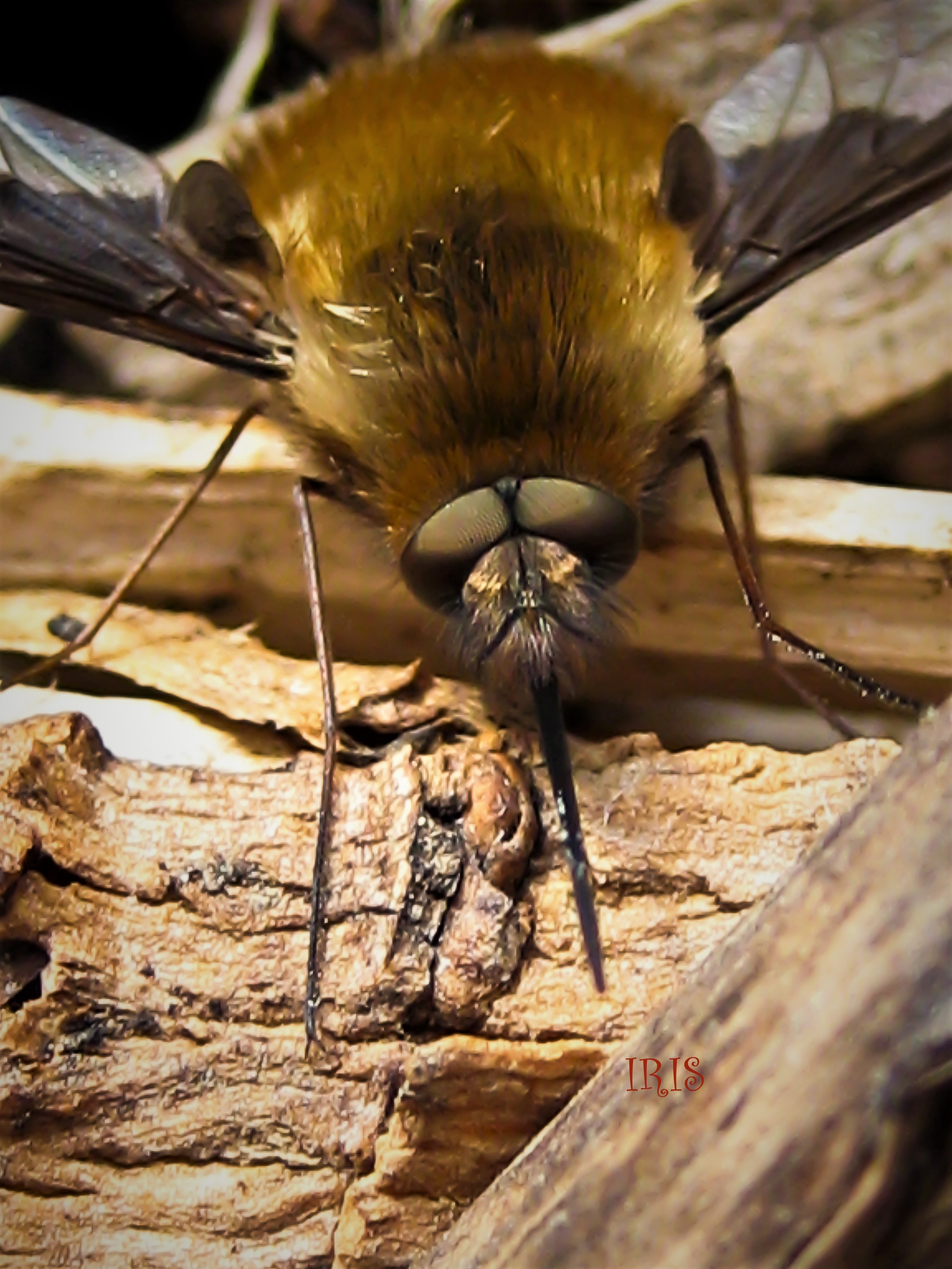 Bee Fly