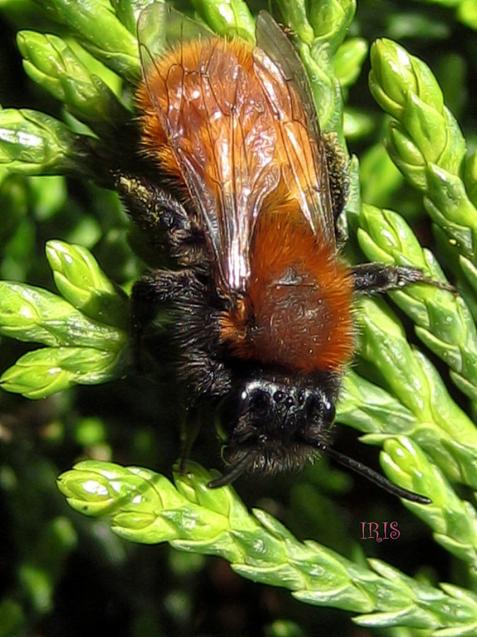 Tawny Mining Bee