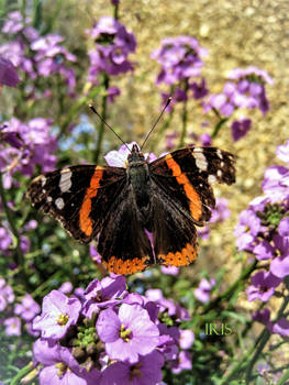 Red Admiral