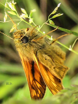 SKIPPER BUTTERFLY