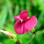 Wild Pea