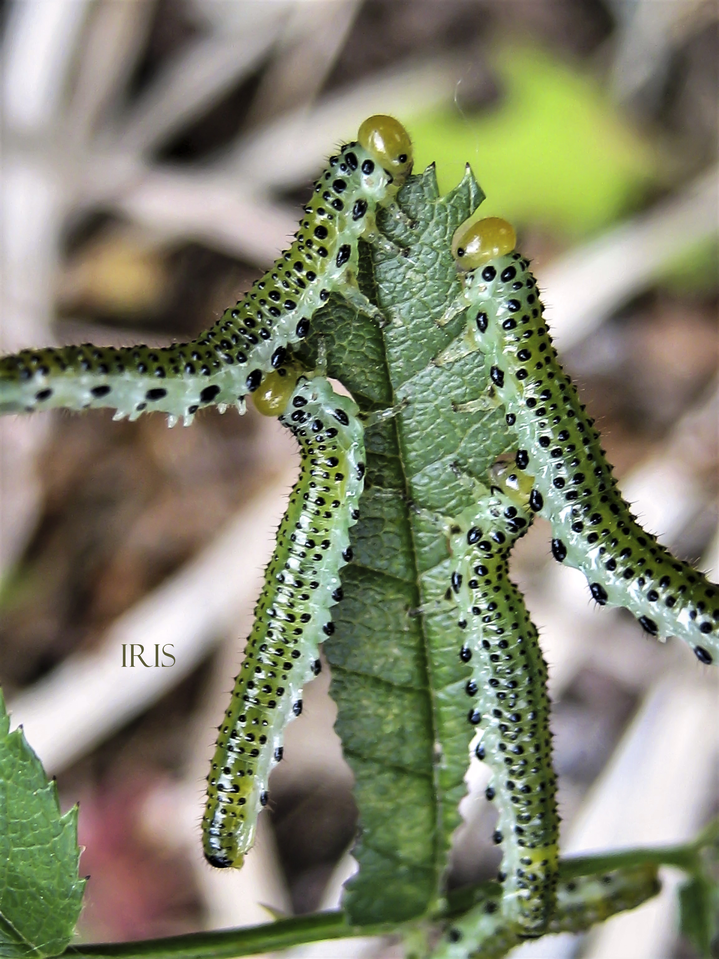 Sawfly Larvae