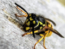 Wasp