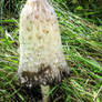 Coprinus Comatus