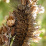 Ruby Tiger Caterpillar