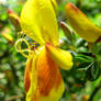 Scotch Broom