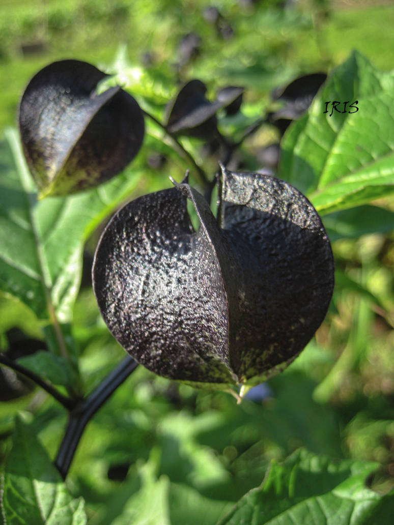 Nicandra by IRIS-KUPP Nicandra by IRIS-KUPP
