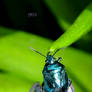 Blue Shieldbug