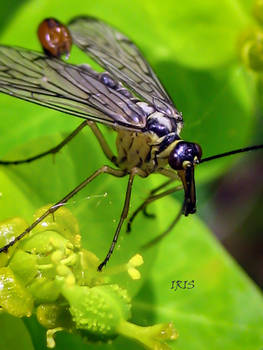 Scorpion Fly