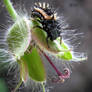 Larvae of Ladybug