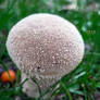 Puff Ball Fungi