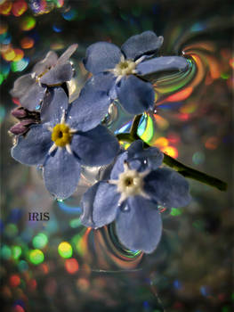 IRIS#230