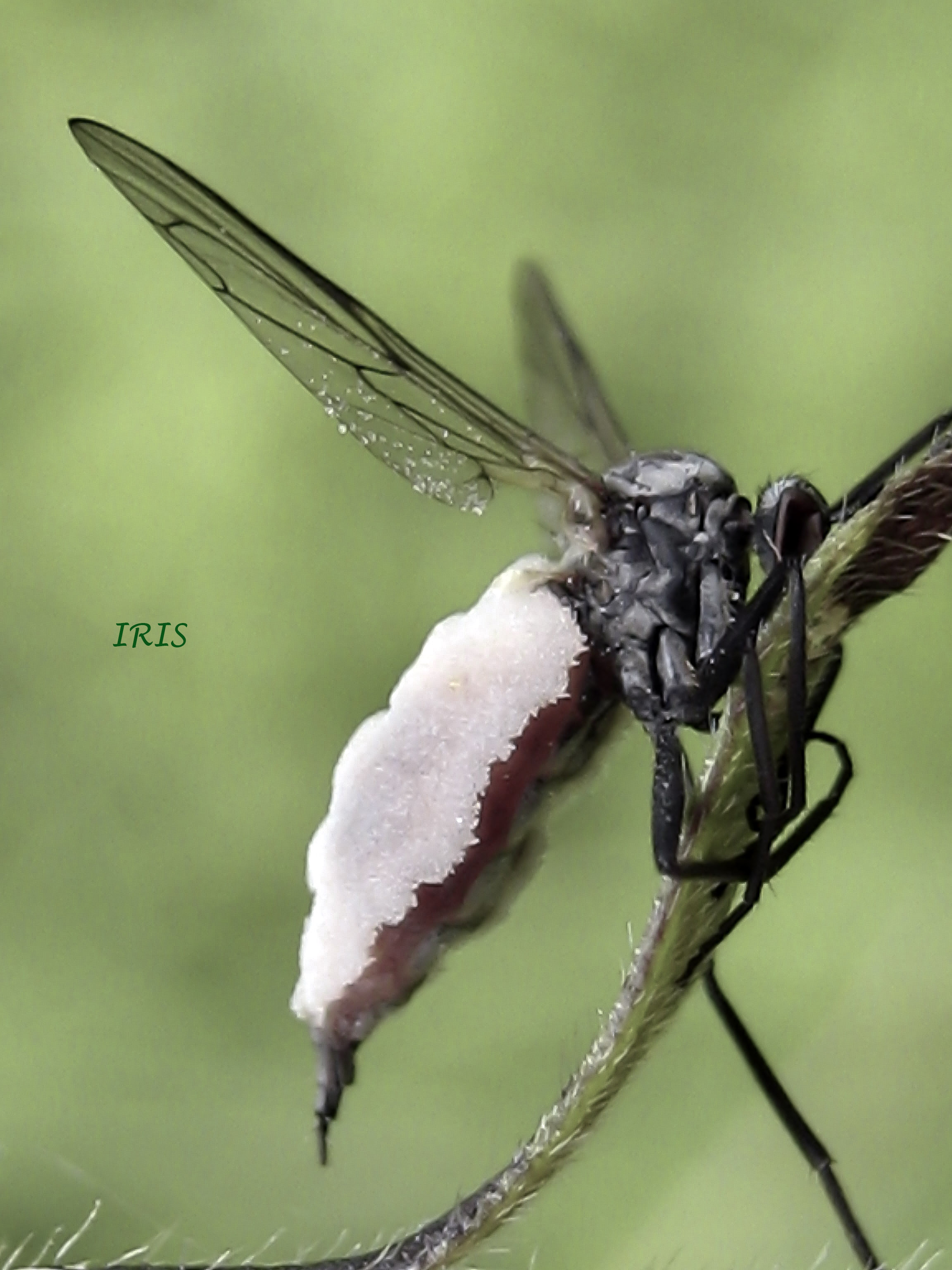 IRIS91#