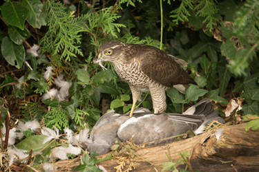 Sparrowhawk