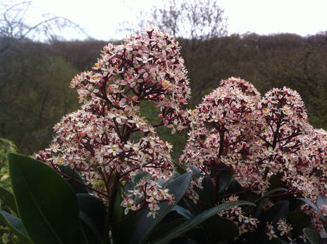 Plant close up